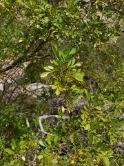 Fraxinus greggii