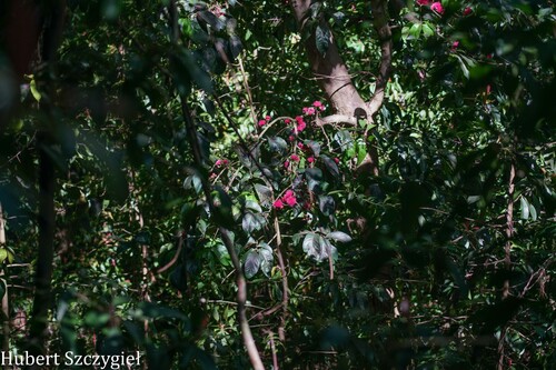 Syzygium malaccense observed 2026-03-29