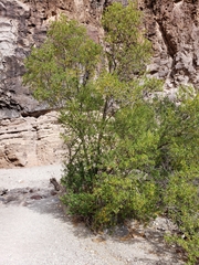 Fraxinus greggii