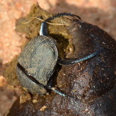 Allogymnopleurus splendidus