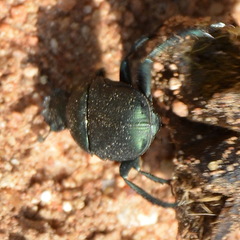 Allogymnopleurus splendidus