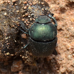 Allogymnopleurus splendidus