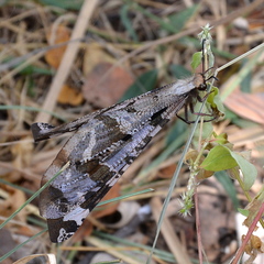 Lachlathetes moestus