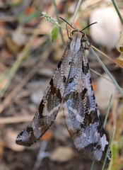 Lachlathetes moestus