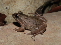 Leptodactylus validus