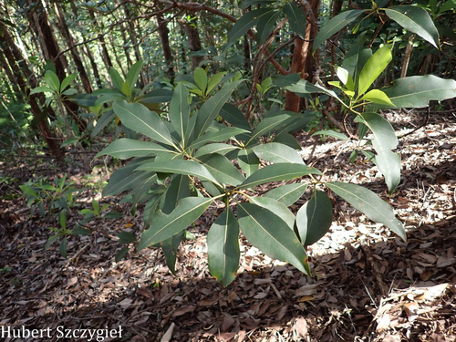 Lophostemon confertus observed 2026-03-29