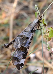 Lachlathetes moestus