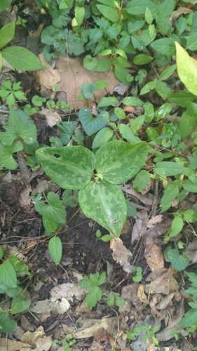 Trillium foetidissimum, photograph 5
