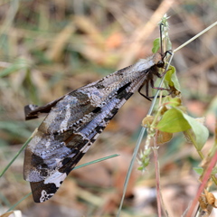 Lachlathetes moestus