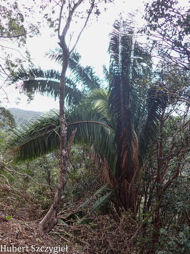 Attalea cohune observed 2026-03-29