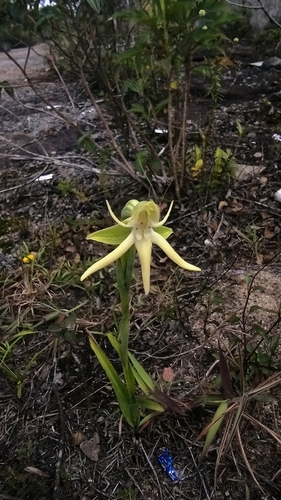 Habenaria trifida