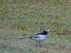 Motacilla alba alboides