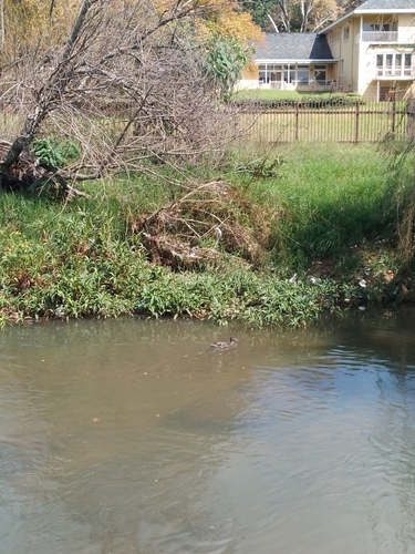 iNaturalist image