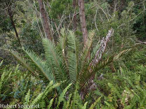 Blechnopsis orientalis observed 2026-03-29