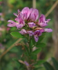 Violet Bush Clover - Photo (c) Anita Gould, some rights reserved (CC BY-NC), uploaded by Anita Gould