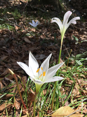 Zephyranthes atamasco