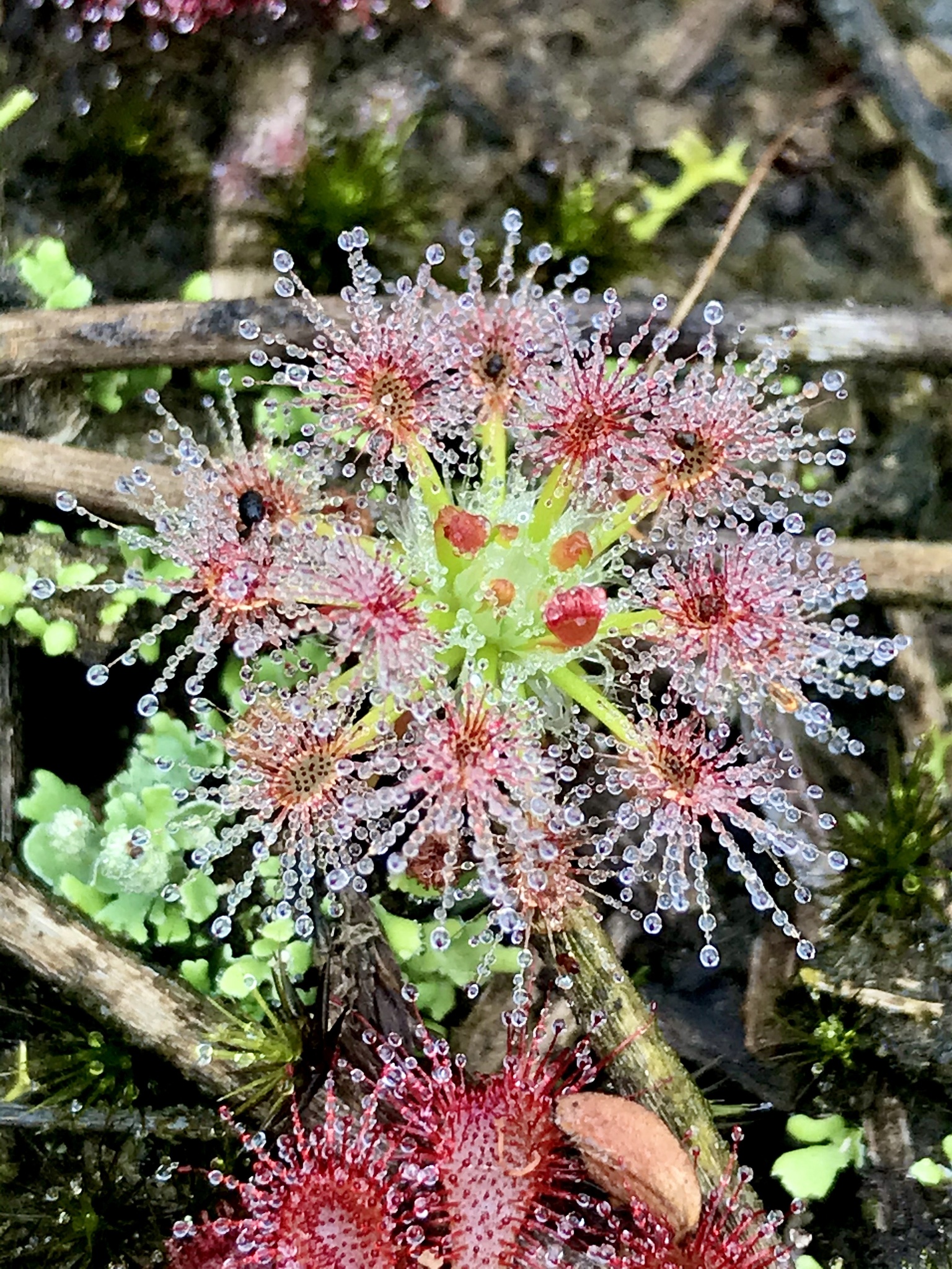 Drosera roseana N.G.Marchant & Lowrie