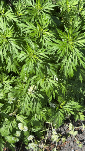 Artemisia princeps, photograph 3