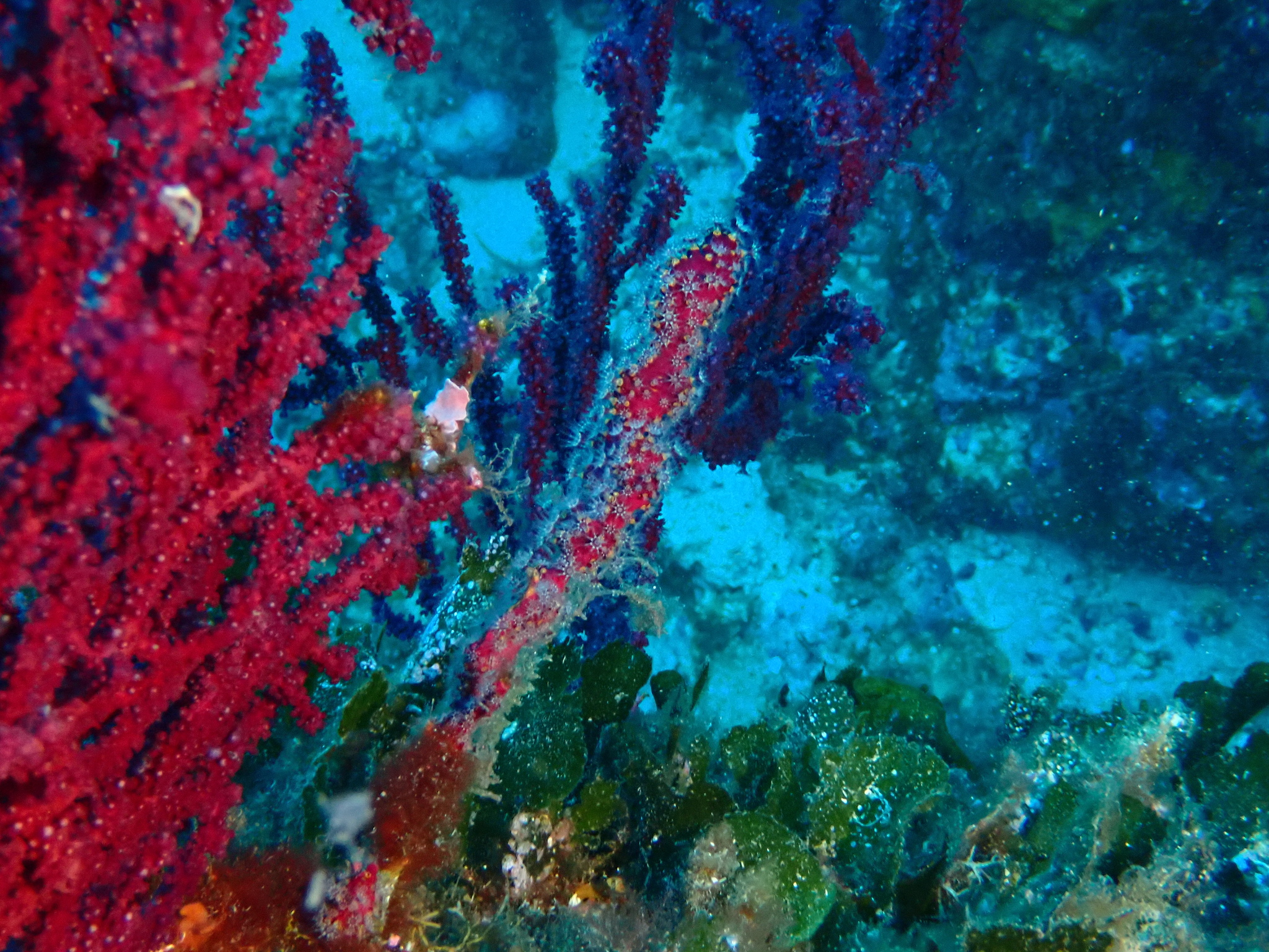 Alcyonium coralloides (Pallas, 1766)