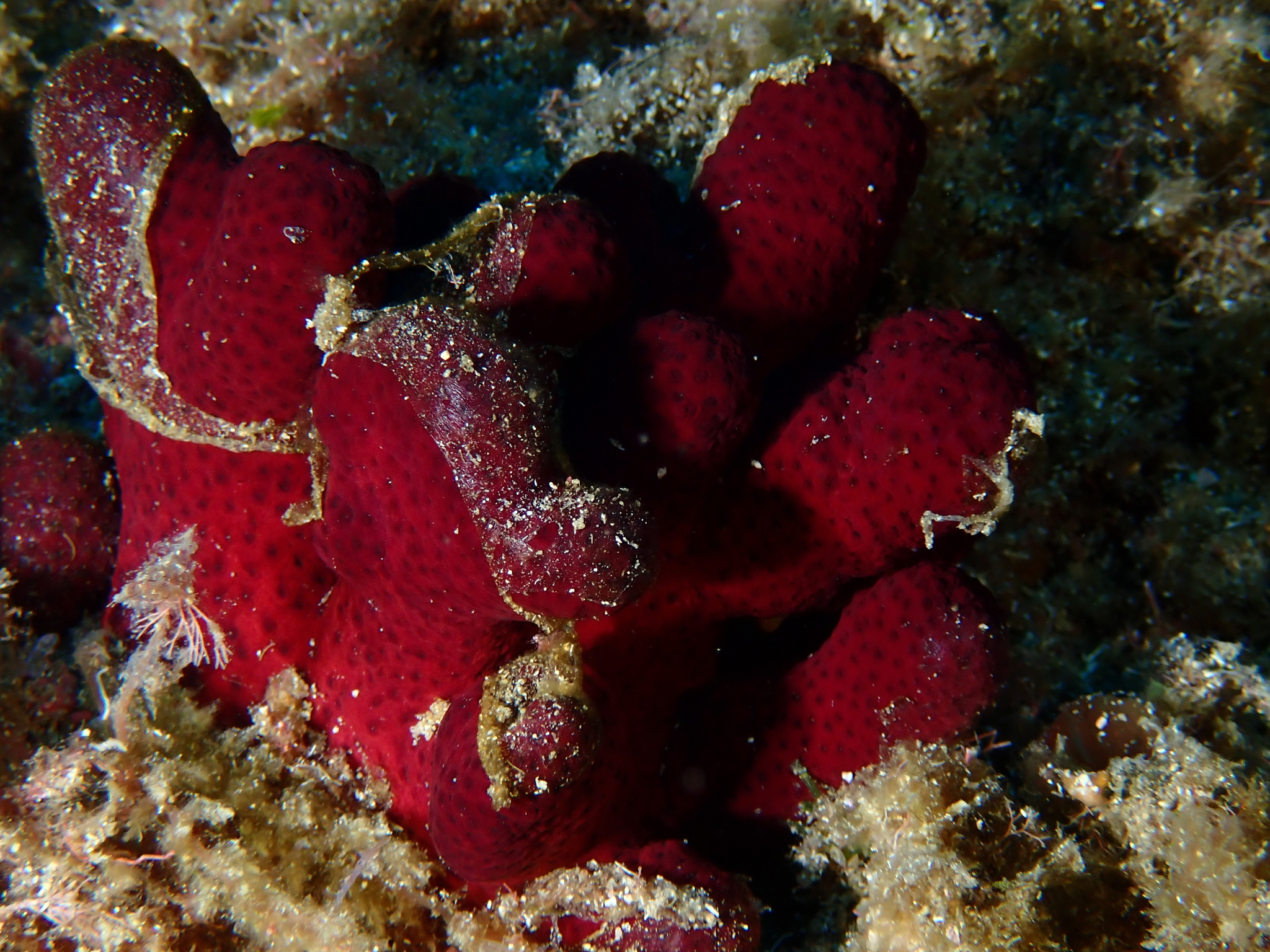 Alcyonium acaule Marion, 1878