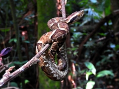 Bothrops jararaca