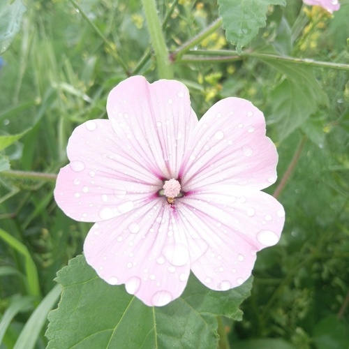 Royal Mallow