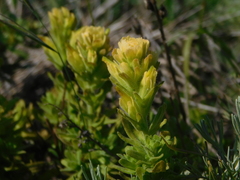 Castilleja wightii