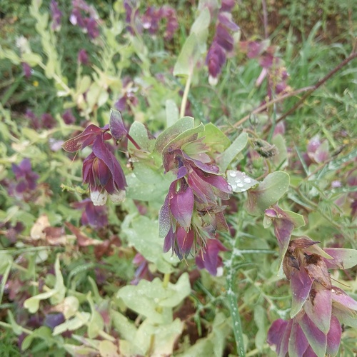 Greater honeywort