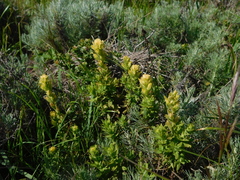 Castilleja wightii