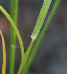 Eleusine tristachya