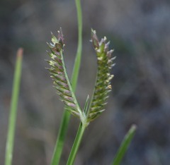 Eleusine tristachya