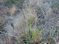 Eleusine tristachya