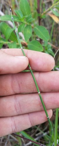 Equisetum hyemale image