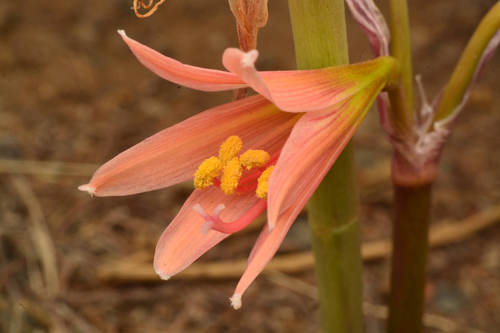 Zephyranthes advena