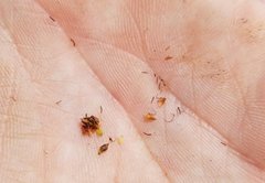 Rhynchospora microcarpa