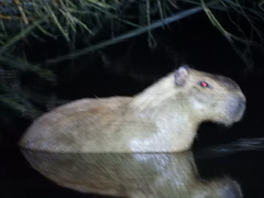 Hydrochoerus isthmius