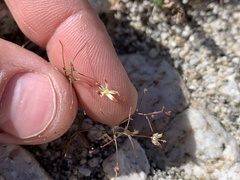 Nemacladus rubescens