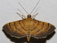 Bicilia lentistrialis