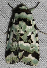 Bryolymnia floccifera