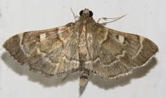 Cryptobotys zoilusalis