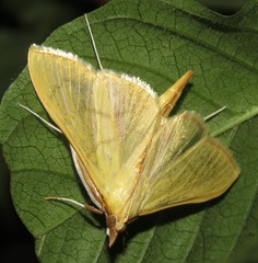 Epicorsia oedipodalis