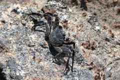 Grapsus tenuicrustatus