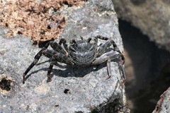 Grapsus tenuicrustatus