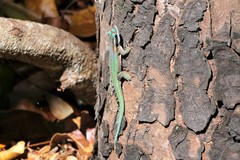 Phelsuma ornata