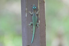 Phelsuma ornata