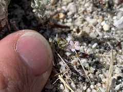 Nemacladus breviflorus