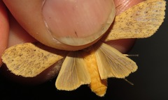 Lophocampa atomosa