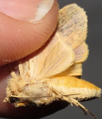 Lophocampa atomosa