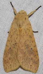Lophocampa atomosa