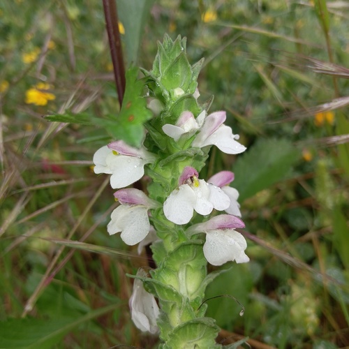 Mediterranean lineseed